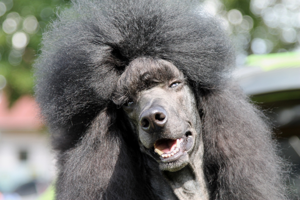 W Legnickim Polu rywalizowały psie piękności (WIDEO, FOTO)