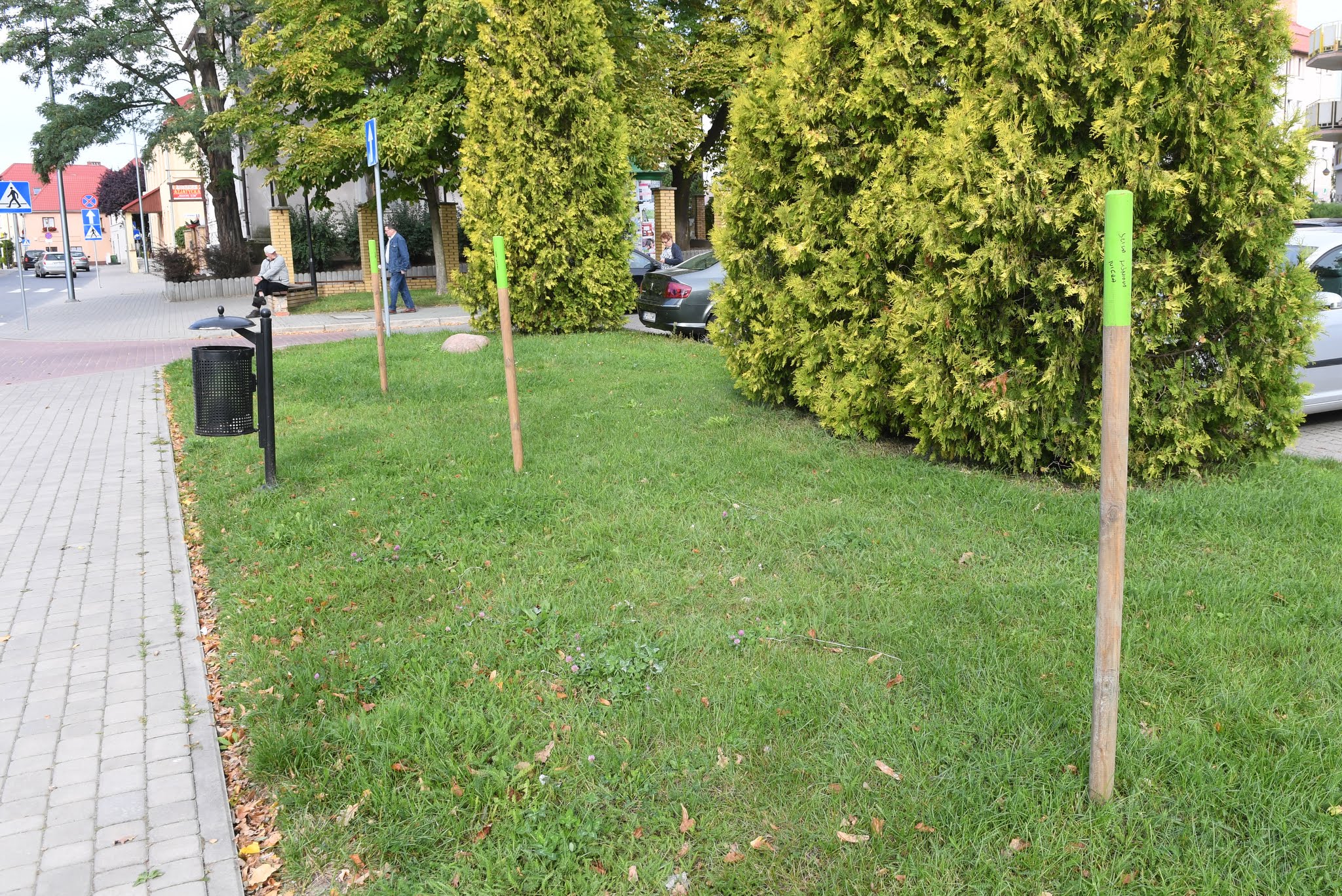 W Polkowicach posadzą 340 drzew