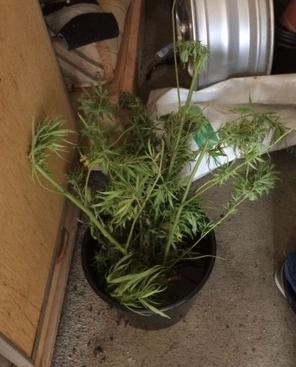 Uprawiał konopie indyjskie (FOTO)