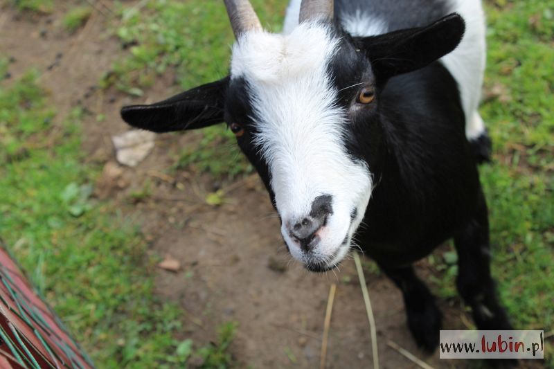 Lubińskie zoo od teraz samodzielne (WIDEO)