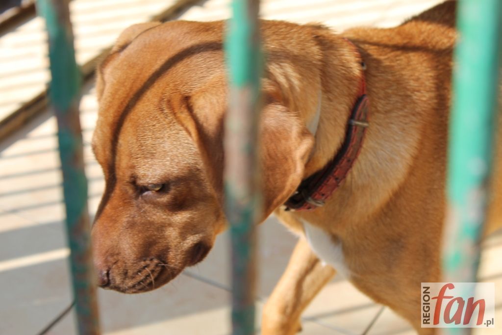 „Miska dla pupila” w gminie Chojnów