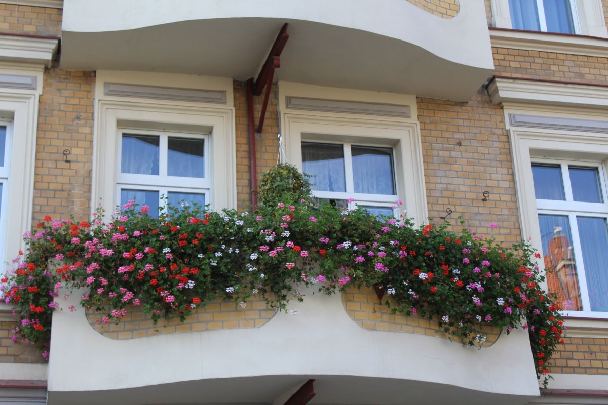 Złotoryjskie ogródki powalczą w konkursie