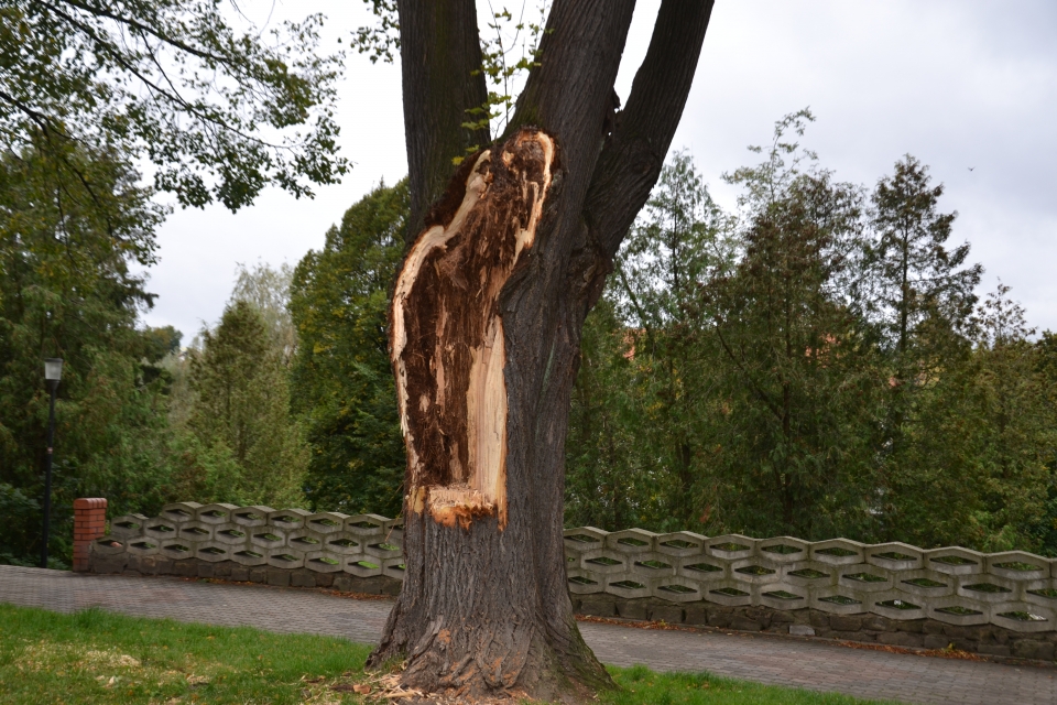 Skutki wichury w powiecie złotoryjskim