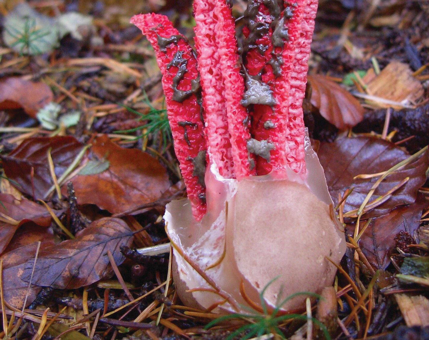 Ośmiornica? Rozgwiazda? Nie, to grzyb!