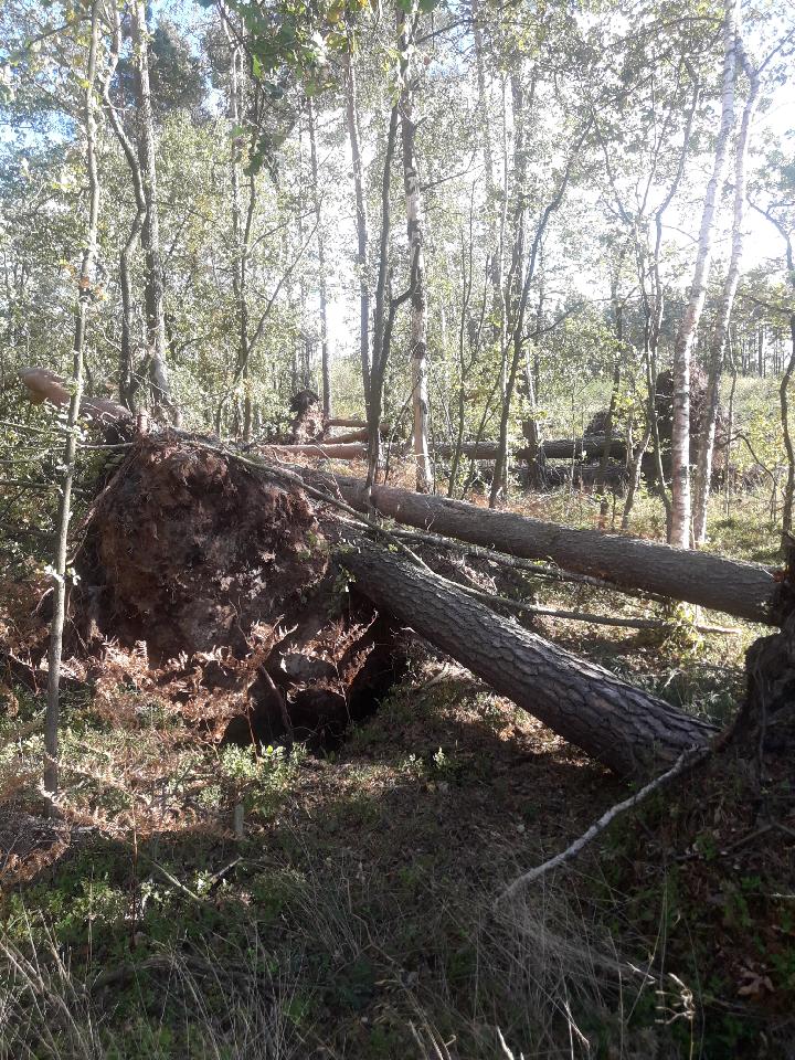 Silnie wiejący wiatr dokonał wielu zniszczeń