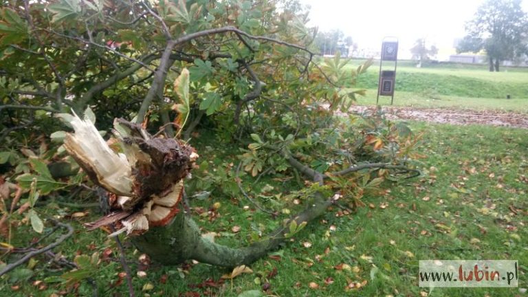 W Lubinie trwa sprzątanie po wichurze (WIDEO, FOTO)