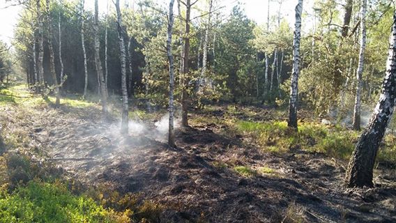 Potężny pożar na obrzeżach Lubina (WIDEO, AKTUALIZACJA)