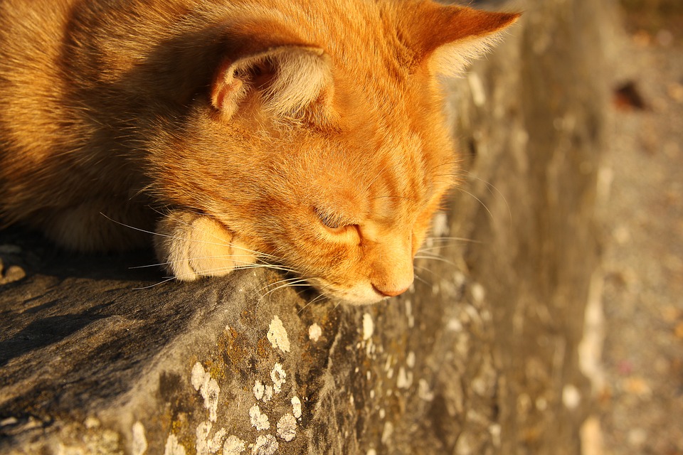 Martwe zwierzęta trzeba utylizować