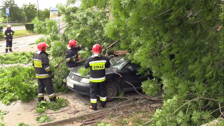 Drzewa-świadkowie w centrum Polkowic
