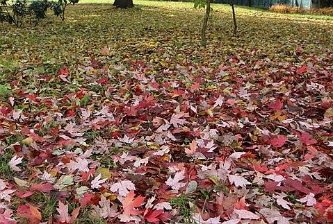Już po świętach zbiórka liści w Legnicy