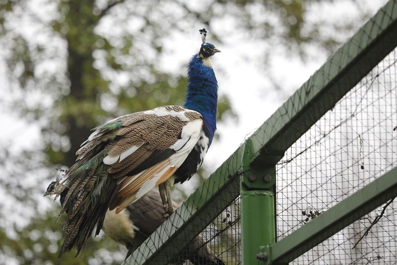 Pawie na wolności (WIDEO)