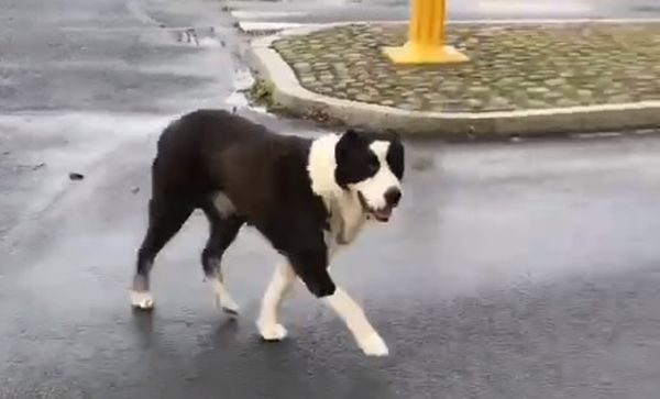 Psie love story (WIDEO)