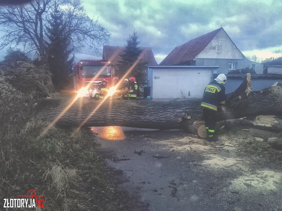 Powalone drzewo w Czaplach