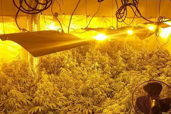 Plantacja marihuany w mieszkaniu