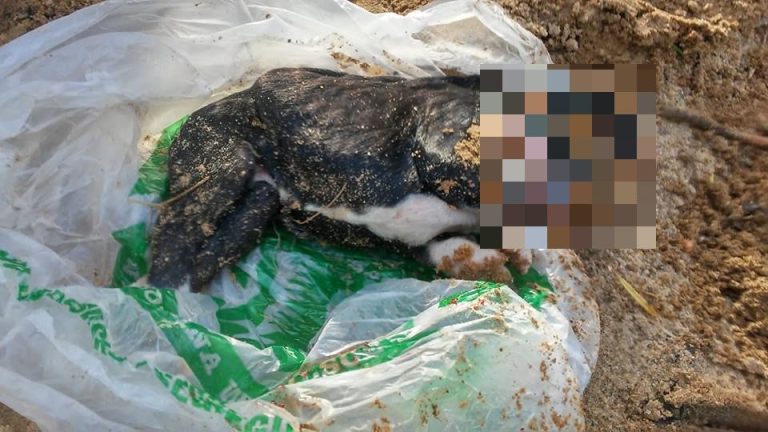 Podciął mu gardło i zakopał (WIDEO)