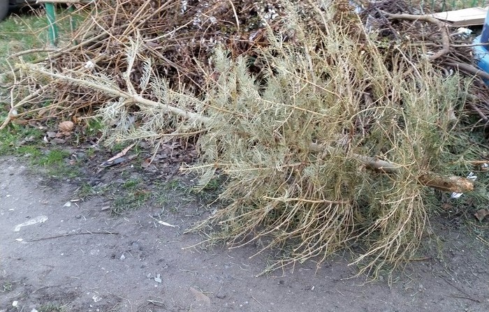 Co zrobić z choinką po świętach?