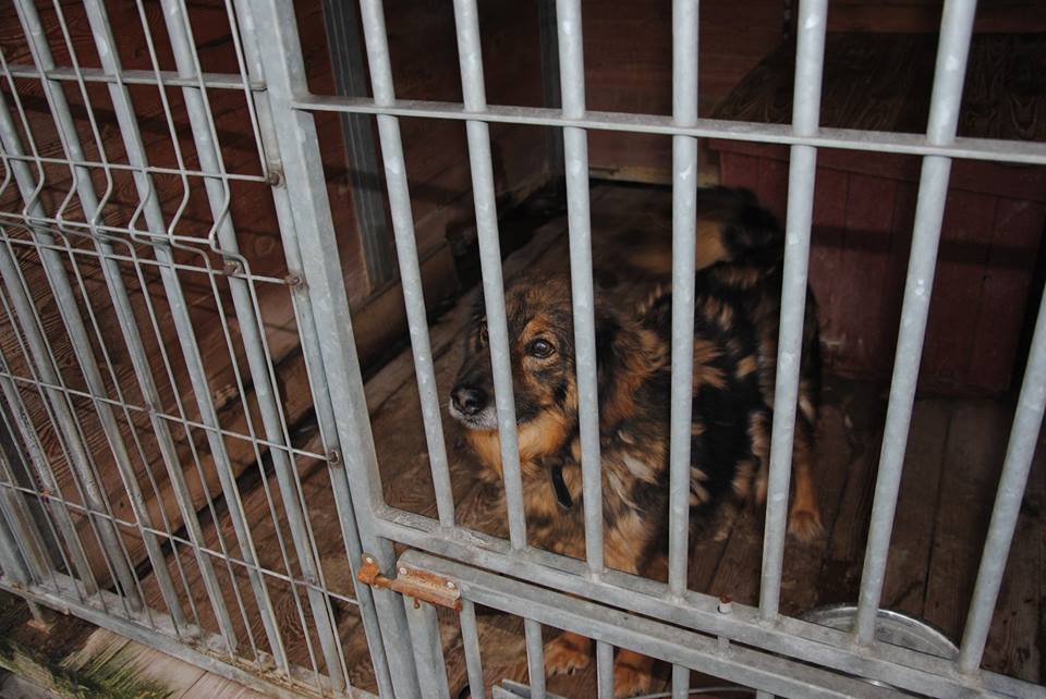 Dary trafiły do schroniska (FOTO)