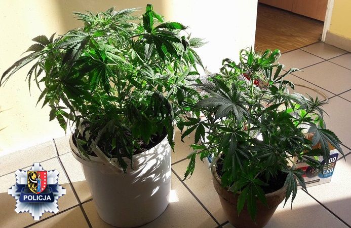 Diler narkotykowy w rękach policji (FOTO)