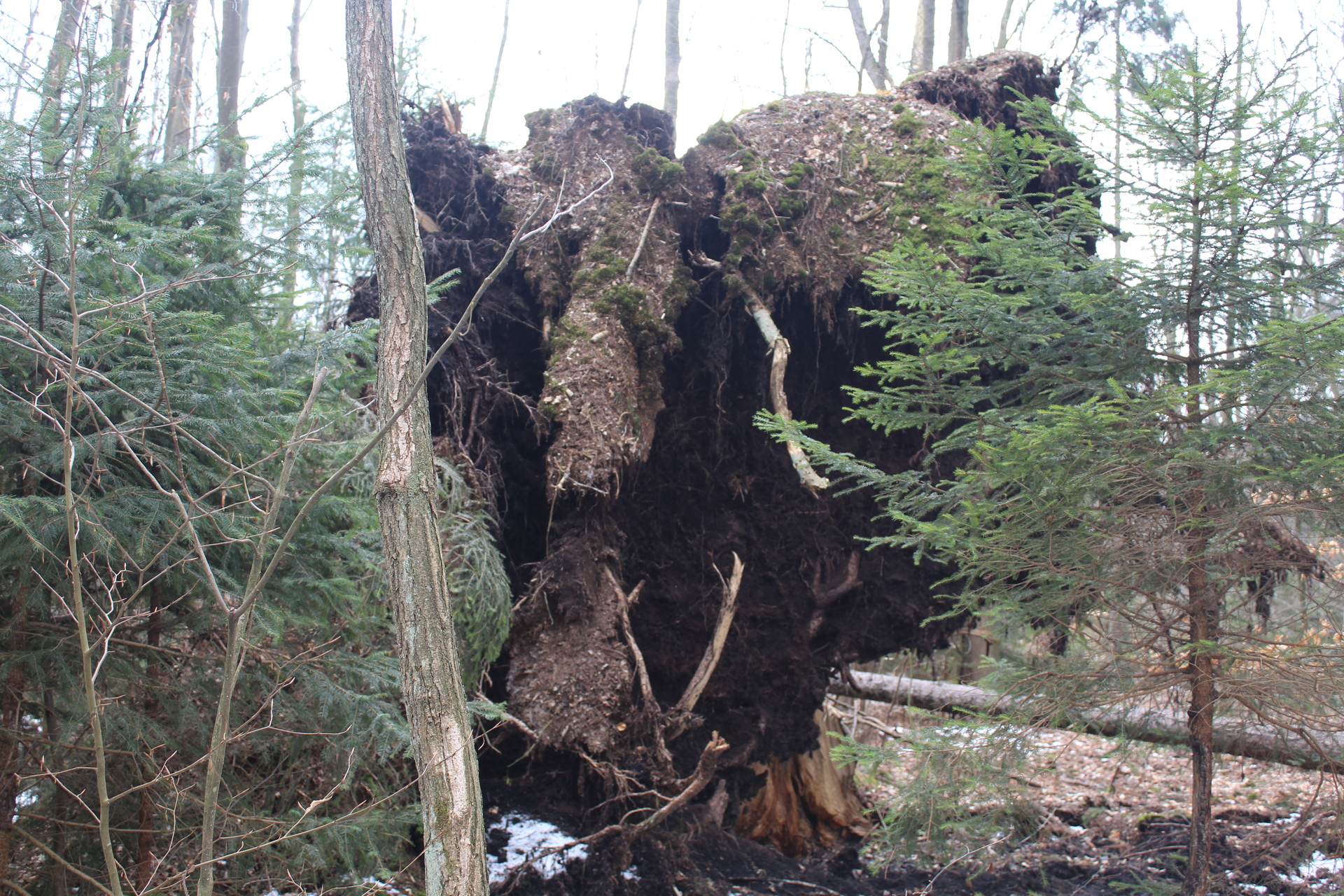 Rezerwat Przyrody koło Przemkowa czeka na pomoc (FOTO)