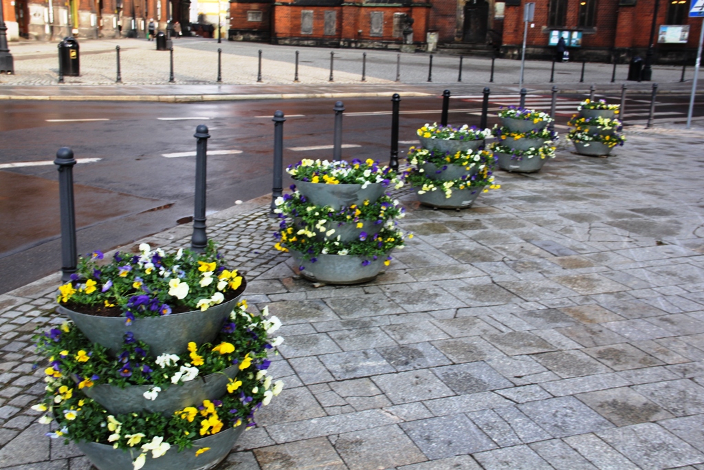 Wiosenne bratki przypominają o świętach