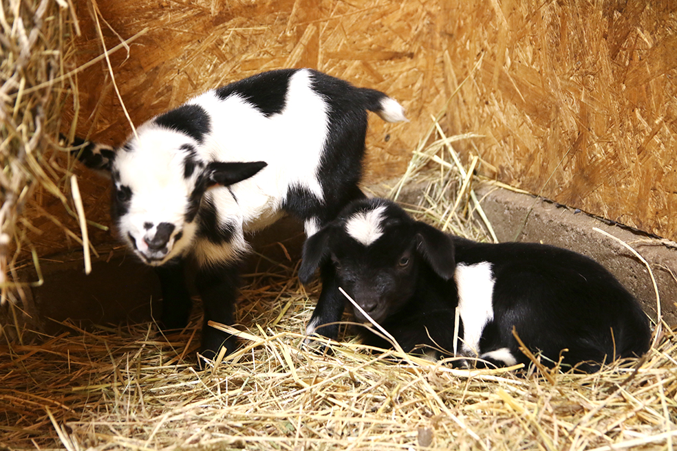 Nowe maluchy w lubińskim zoo