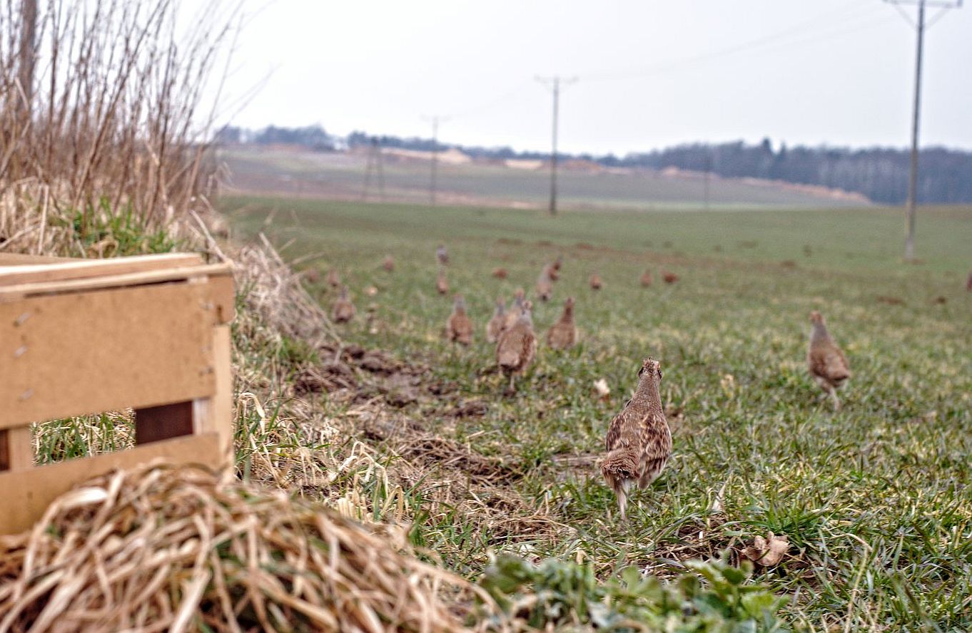 Myśliwi wypuścili 200 kuropatw. Nie po to, by strzelać!