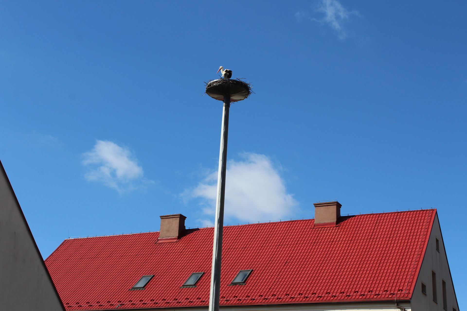 Bocian wrócił do polkowickiego gniazda