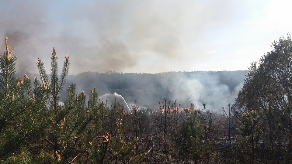 Pożar młodnika w Przemkowie