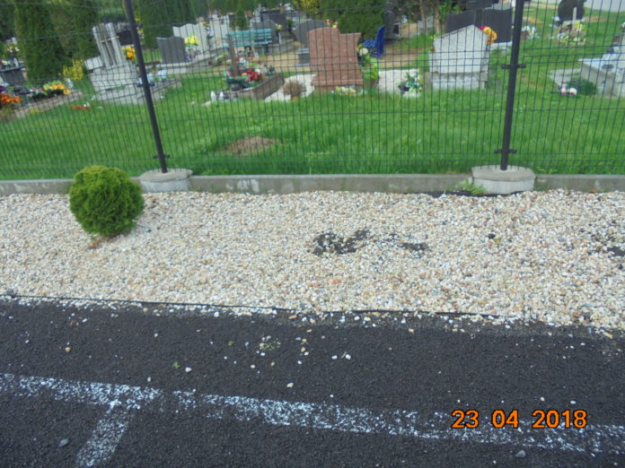 Znów ukradli tuje rosnące przy cmentarzu w Chocianowie