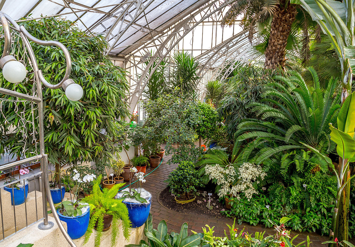 Święto palmiarni na jej 120-lecie