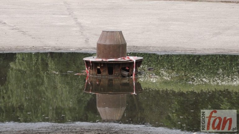 Wszystkie zginęły. Policja czeka na wyniki badań
