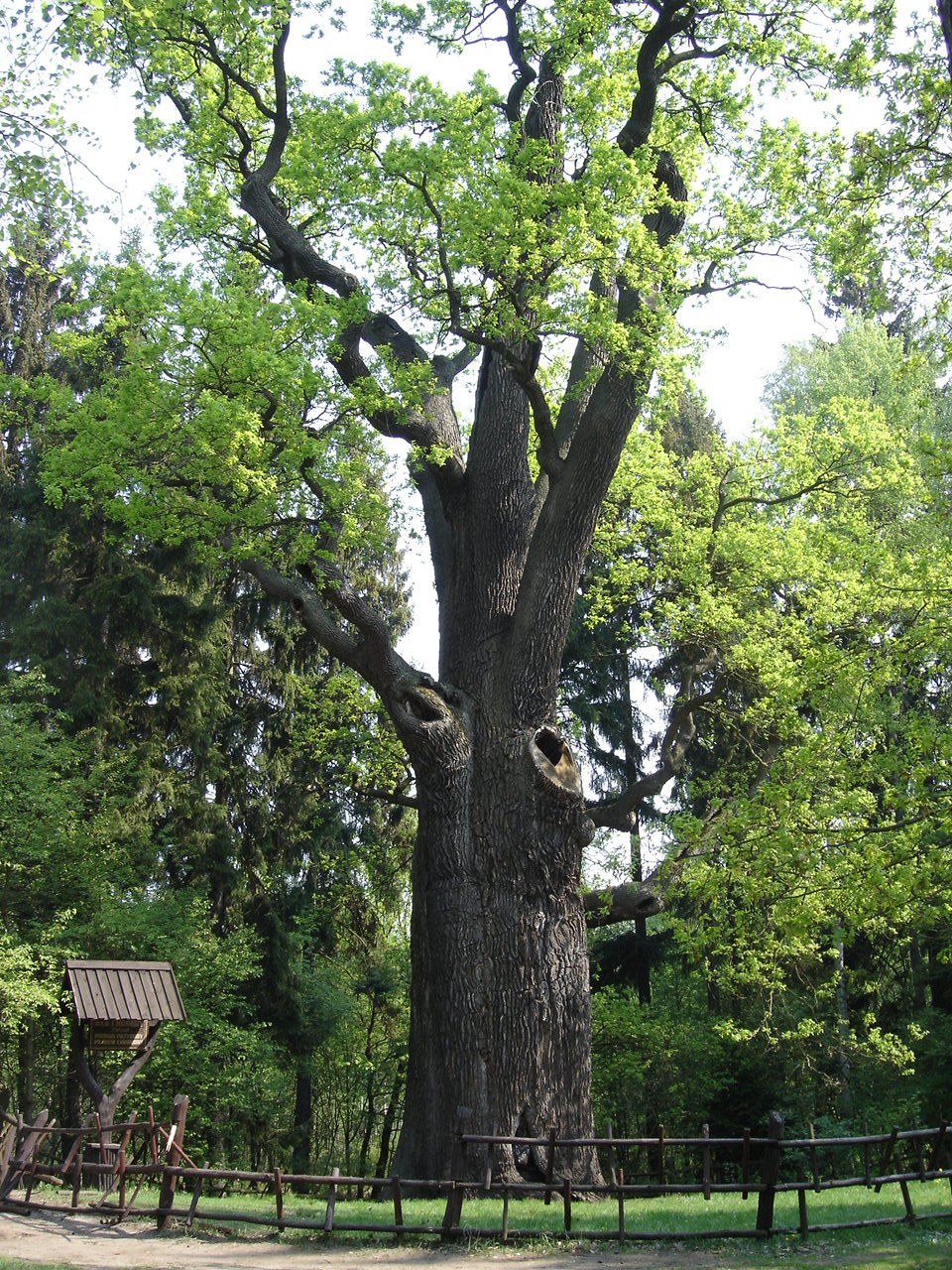 Legendy o dębie „Chrobry”