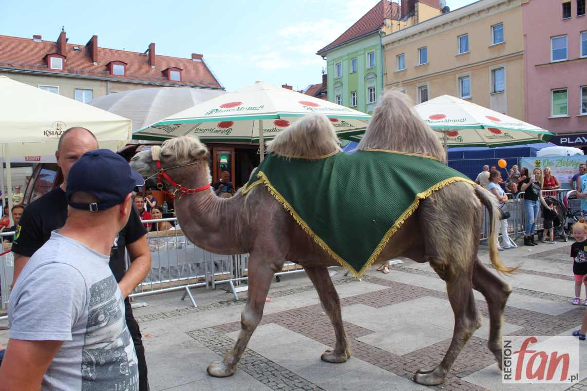 Niecodzienny gość odwiedził Złotoryję (FOTO)