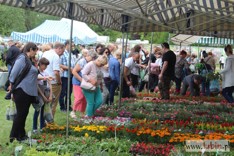 Błonia zakwitną na majówkę