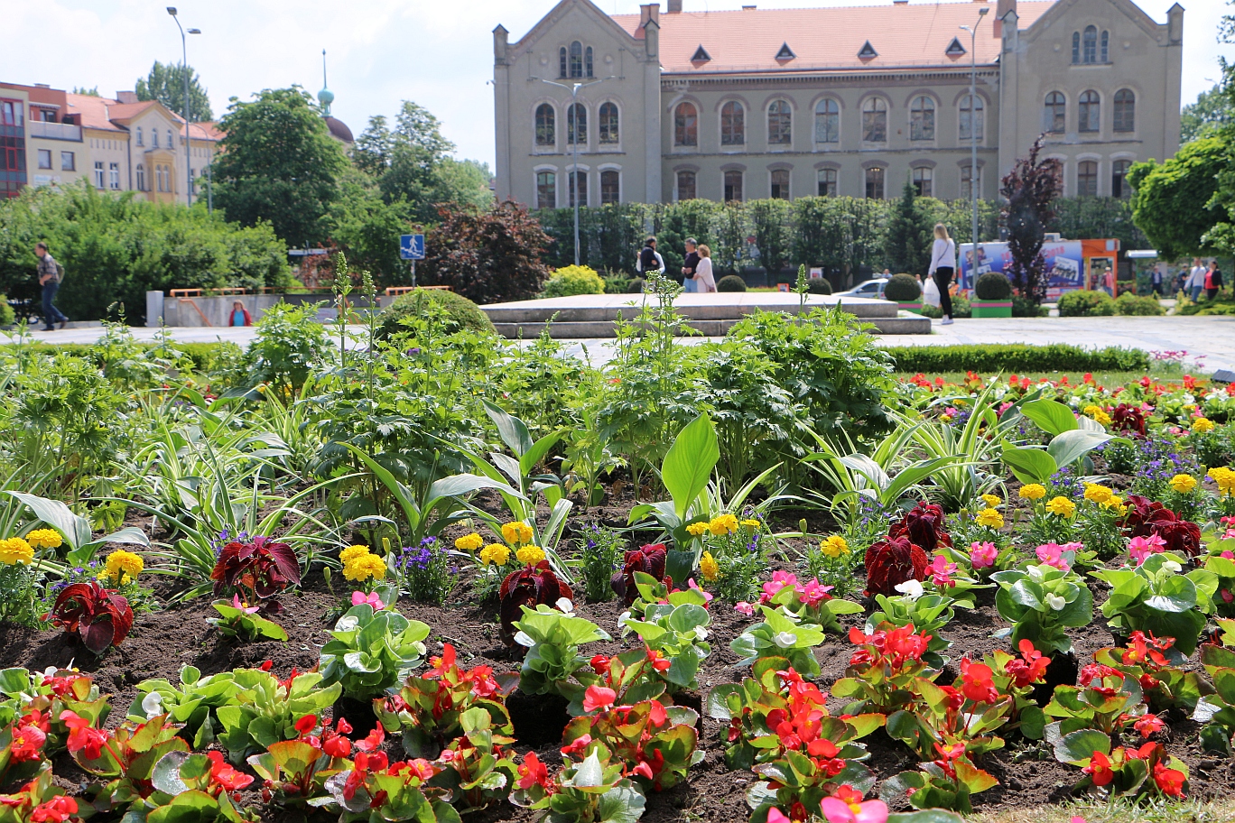 Głosujemy na najpiękniej ukwiecone miasto w Polsce