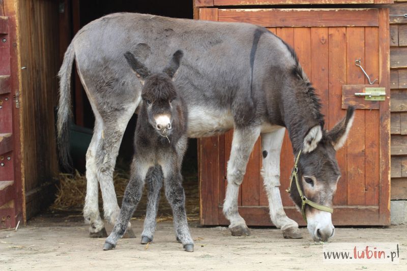 Nareszcie dziewczynka! Mała oślica potrzebuje imienia