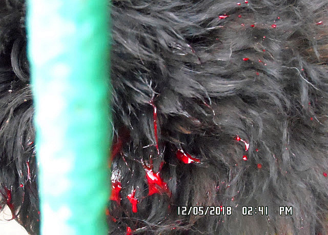 „Krwawa jatka” w schronisku? LGPK wyjaśnia