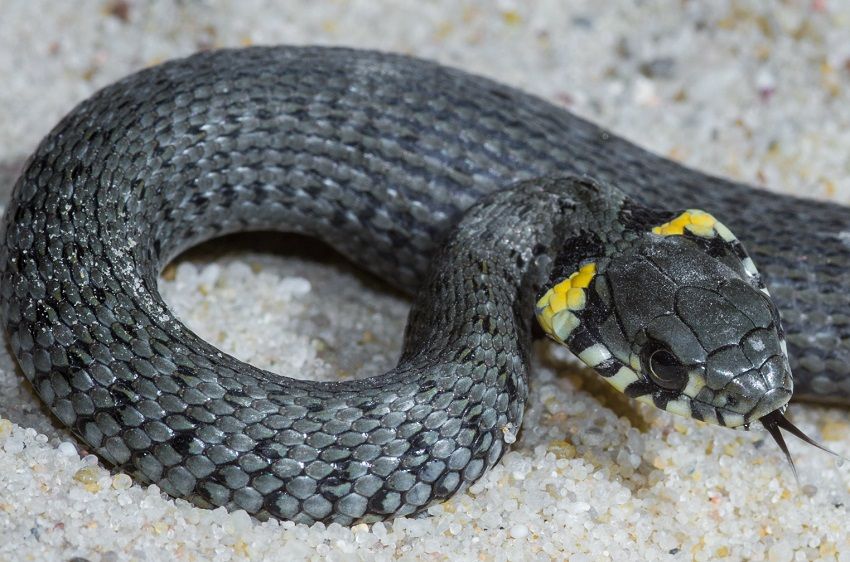 Pełzający gad obok placu zabaw