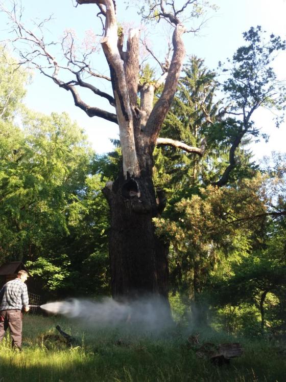 Dąb „Chrobry” dostał „kroplówkę”