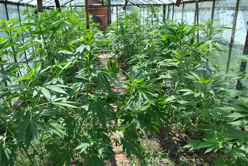 Uprawiał konopie na działce