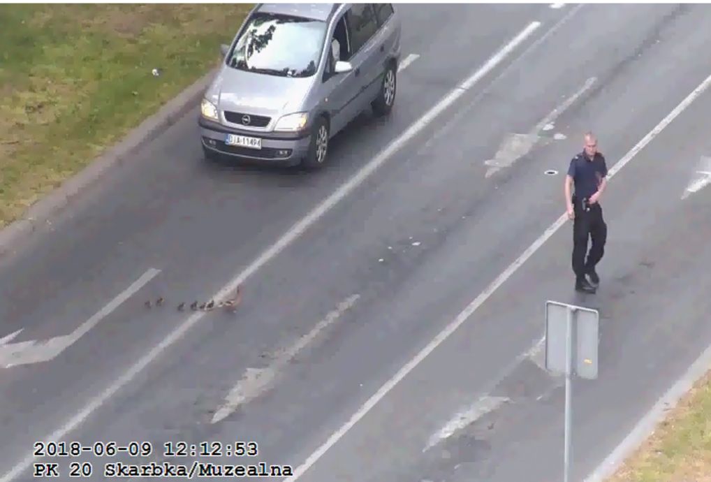 Strażnicy pomogli kaczej rodzinie