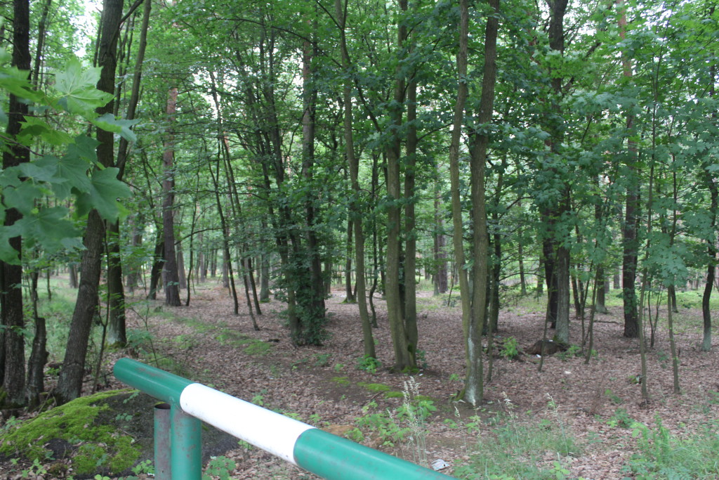 Poszedł do lasu, by ukraść