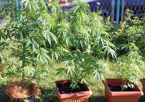 Policja zamknęła domową uprawę marihuany