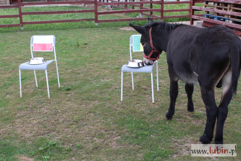 Osioł stawia na Senegal