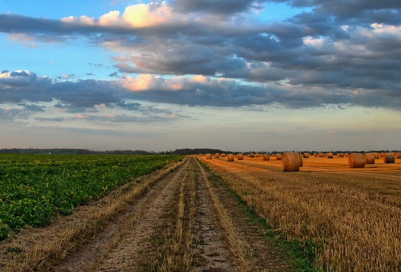 Krajobraz podczas suszy: Urzędnicy poszli w pole