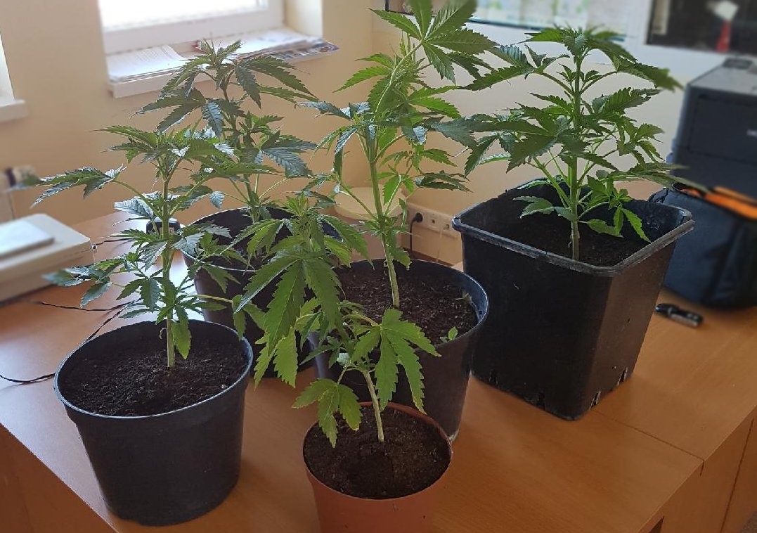 Sadzonki marihuany uprawiał na parapecie