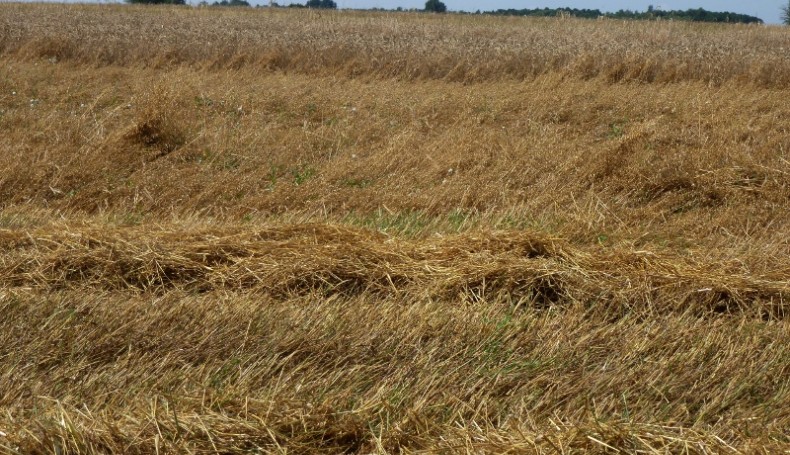 Wójt napisał do wojewody w sprawie „czarnych żniw”