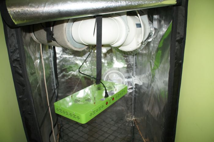 Zlikwidowano kilka upraw konopi indyjskiej (FOTO)