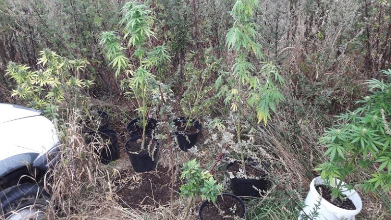 18-letniemu „ogrodnikowi” grozi osiem lat więzienia (FOTO)