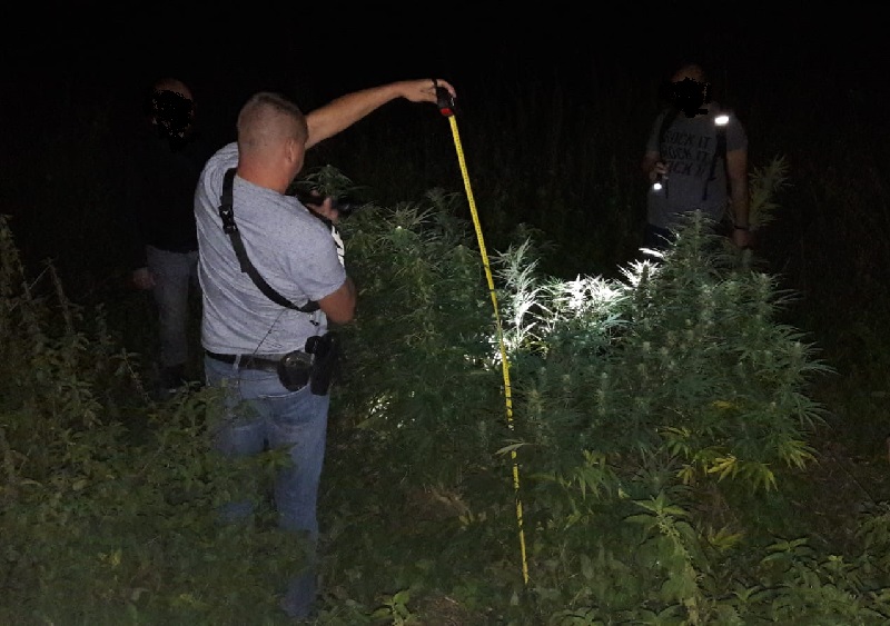 W lesie znaleźli plantację konopi indyjskich (FOTO)